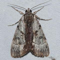Catocala andromedae