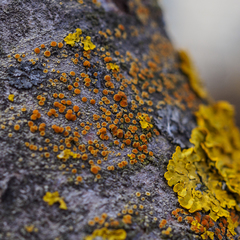 Xanthocarpia crenulatella