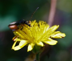 Oedemera
