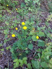 Ranunculus serpens