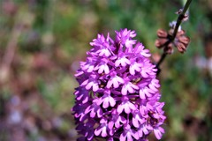 Anacamptis pyramidalis
