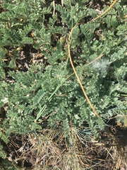 Astragalus vulnerariae