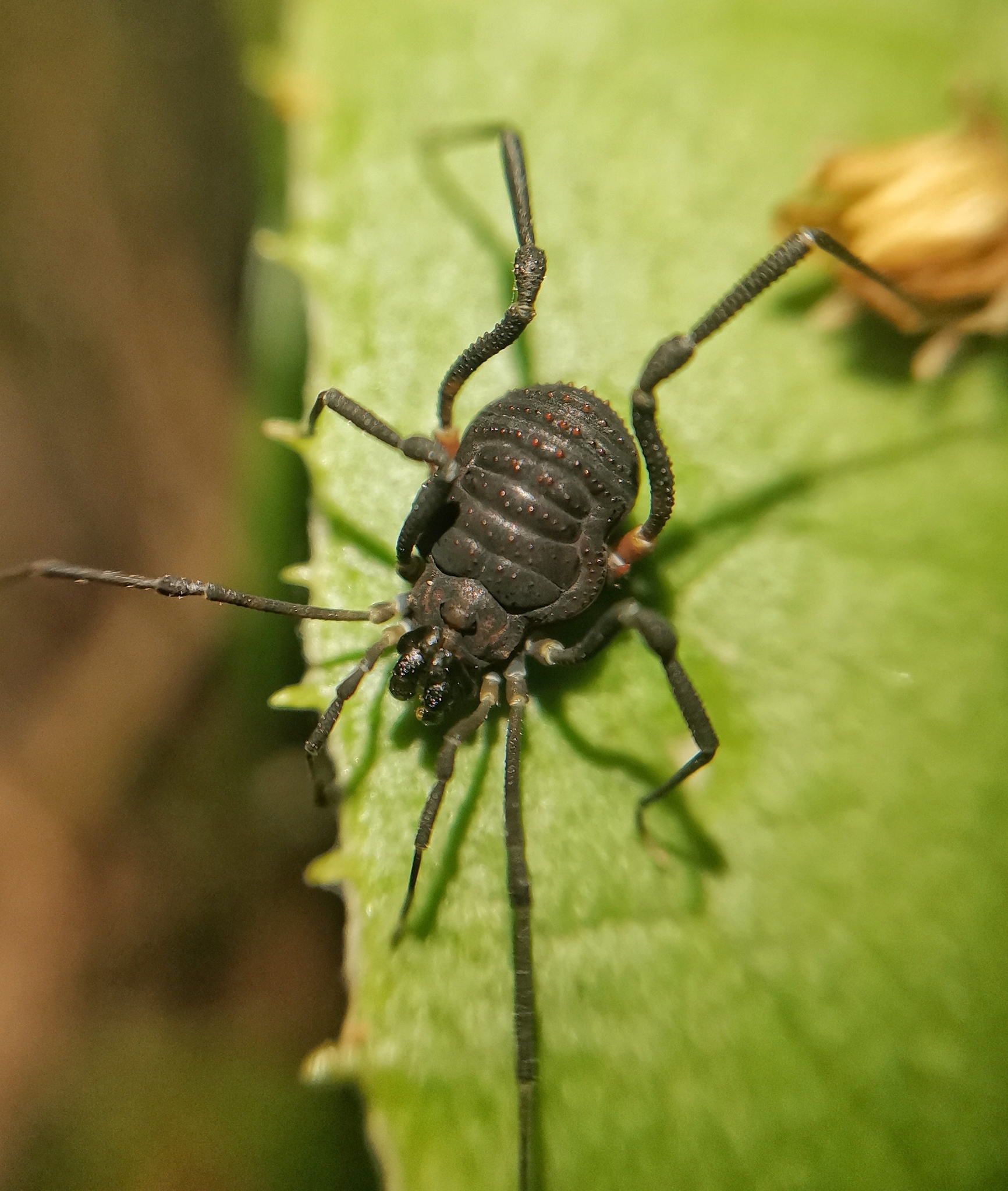 Superfamily Gonyleptoidea · iNaturalist