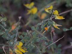 Crotalaria leubnitziana image