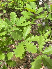 Quercus orocantabrica