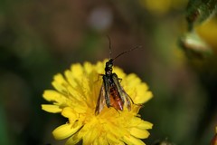 Oedemera