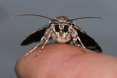 Catocala andromedae