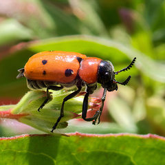 Tituboea sexmaculata