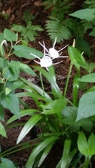 Hymenocallis crassifolia