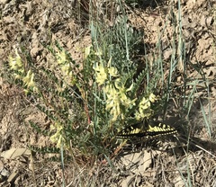 Astragalus beckwithii