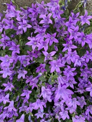 Campanula poscharskyana