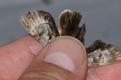 Catocala andromedae