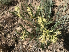 Astragalus beckwithii
