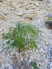 Peucedanum ruthenicum