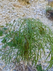 Peucedanum ruthenicum