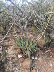 Tulista pumila