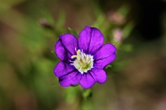 Legousia speculum-veneris