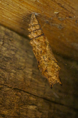 Nymphalis