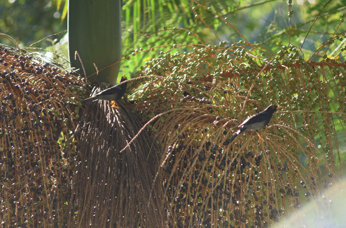 Yellow-legged Thrush (Turdus flavipes), photo 6