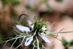 Nigella damascena