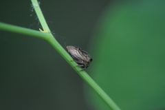 Centrotus