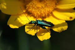 Oedemera nobilis