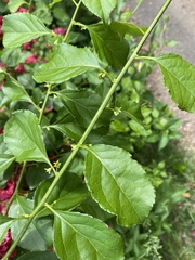 Celastrus orbiculatus