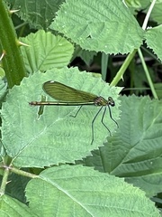 Calopteryx splendens