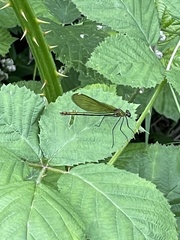 Calopteryx splendens