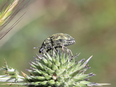 Larinus onopordi