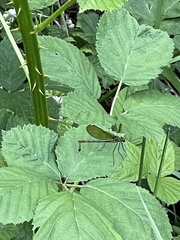 Calopteryx splendens