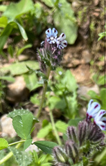 Anchusa variegata
