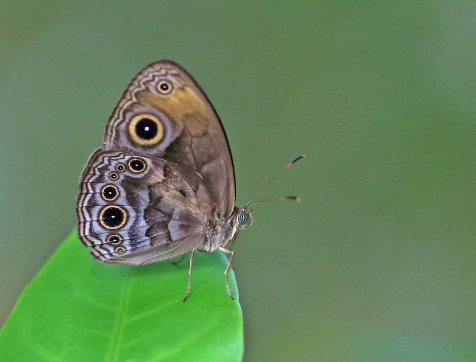 Bandless Bushbrown