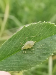 Acyrthosiphon pisum