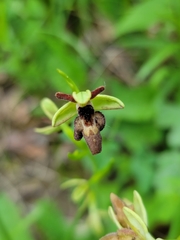 Ophrys × hybrida