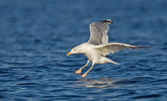 Larus argentatus argentatus