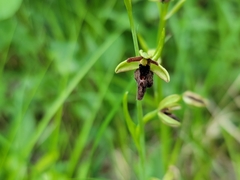 Ophrys × hybrida