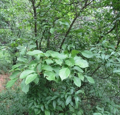 Crataegus nitida