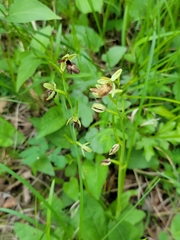 Ophrys × hybrida