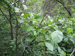 Crataegus nitida