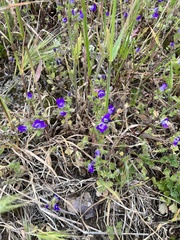 Campanula drabifolia