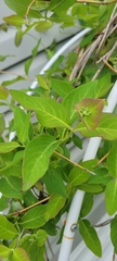 Lonicera hirsuta