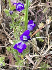 Campanula drabifolia