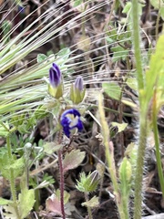 Campanula drabifolia