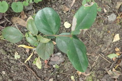 Acokanthera oppositifolia
