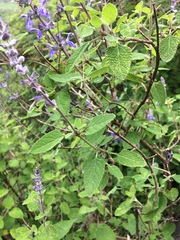 Salvia pruinosa