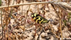 Nemoptera bipennis
