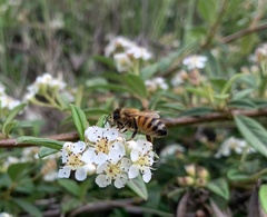 Apis mellifera