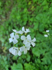 Cardamine dentata