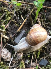 Helix pomatia